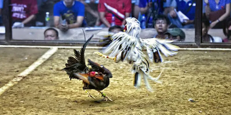 Có những loại hình đá gà Thomo nào được tham gia đông đảo hiện nay?