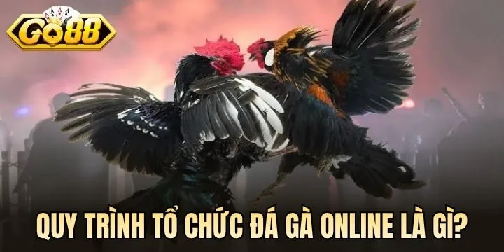 Một trận đấu đá gà trực tuyến diễn ra như thế nào? 